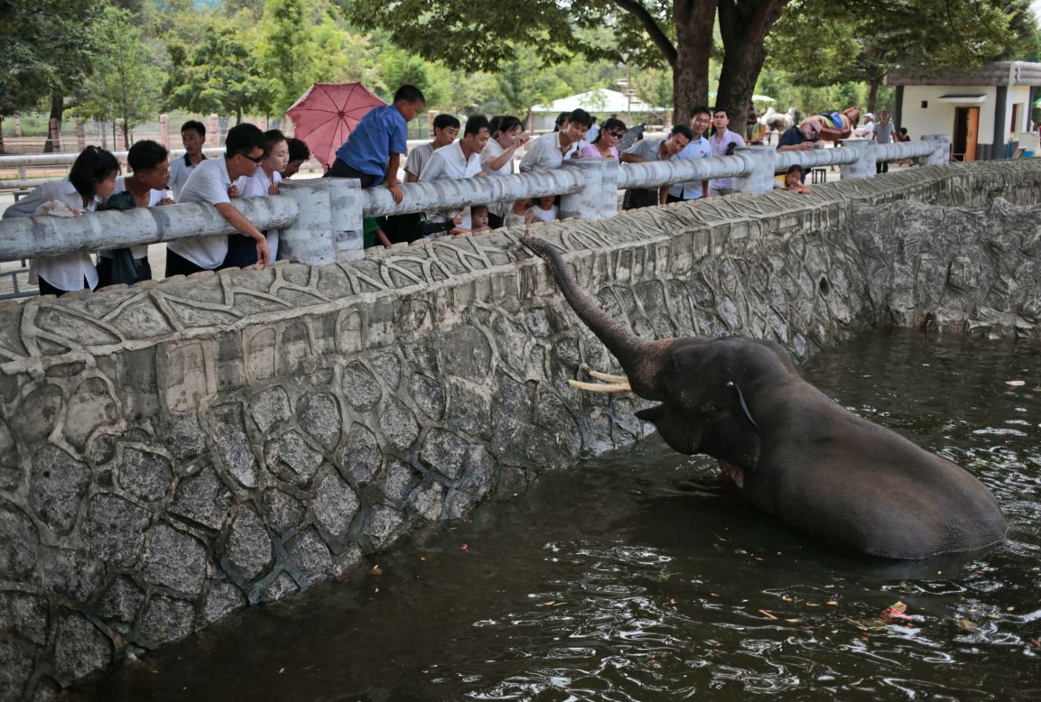 North Koreans feed an elephant at their new zoo.