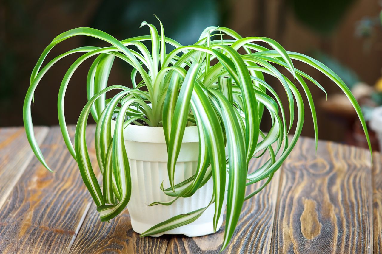 Chlorophytum comosum, a kind of spider plant, can take up more than 90% of <a href="https://pubchem.ncbi.nlm.nih.gov/compound/o-xylene#section=Use-and-Manufacturing" target="_blank" target="_blank">o-Xylene, found in fuels</a>, and <a href="https://pubchem.ncbi.nlm.nih.gov/compound/p-xylene#section=Use-and-Manufacturing" target="_blank" target="_blank">p-Xylene, found in plastic and rubber products</a>. Smokers may also want to keep this plant around: Over a few days, it can absorb 90% of formaldehyde and carbon monoxide, ingredients of cigarette smoke. 