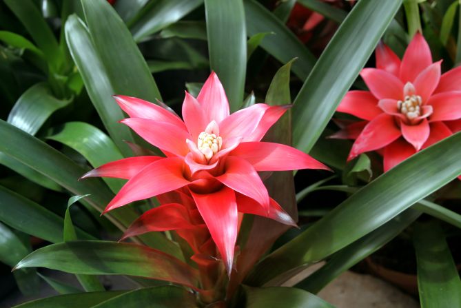 These bromeliads can liven up your house with a hint of red, but they are also great air purifiers when it comes to <a href="index.php?page=&url=https%3A%2F%2Ftoxtown.nlm.nih.gov%2Ftext_version%2Fchemicals.php%3Fid%3D5" target="_blank" target="_blank">benzene</a>. The plant can absorb more than 90% of the chemical, which you can find in glue, paint, furniture wax and detergent. You may also breathe it in if you live near gas stations, hazardous waste sites or industrial facilities.