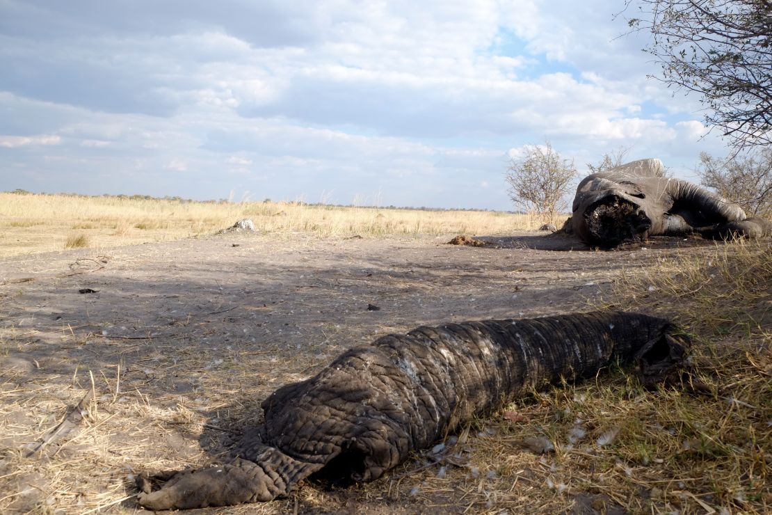 A bull elephant killed by poachers on the border of Botswana and Namibia, its face hacked off for its valuable ivory tusks.