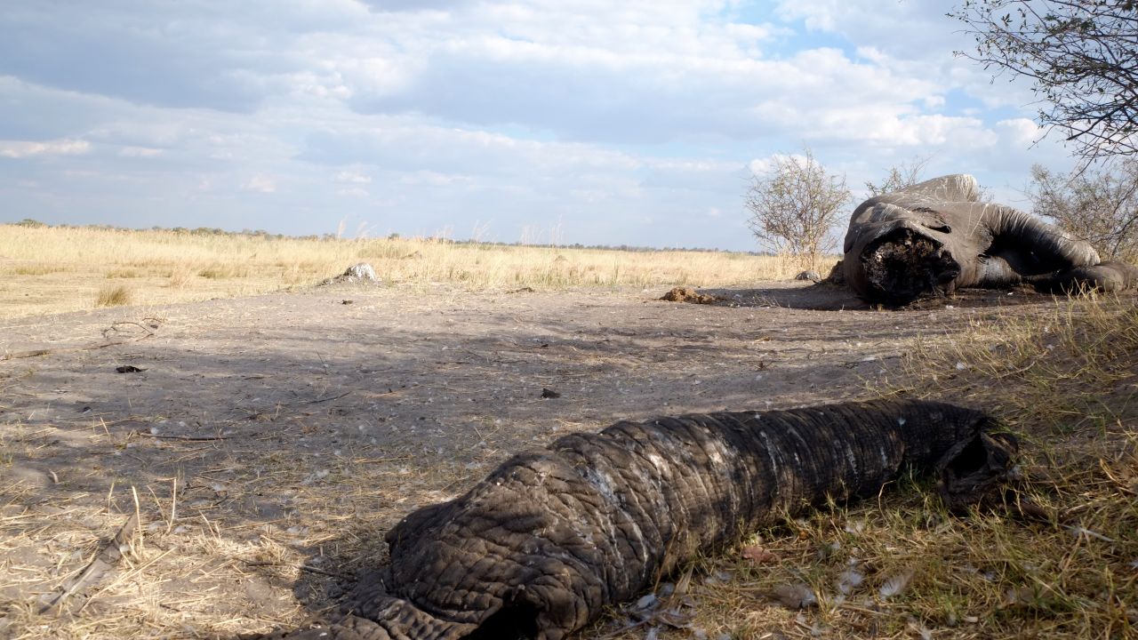 A bull elephant killed by poachers on the border of Botswana and Namibia, its face hacked off for its valuable ivory tusks.