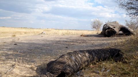 A bull elephant killed by poachers on the border of Botswana and Namibia, its face hacked off for its valuable ivory tusks.