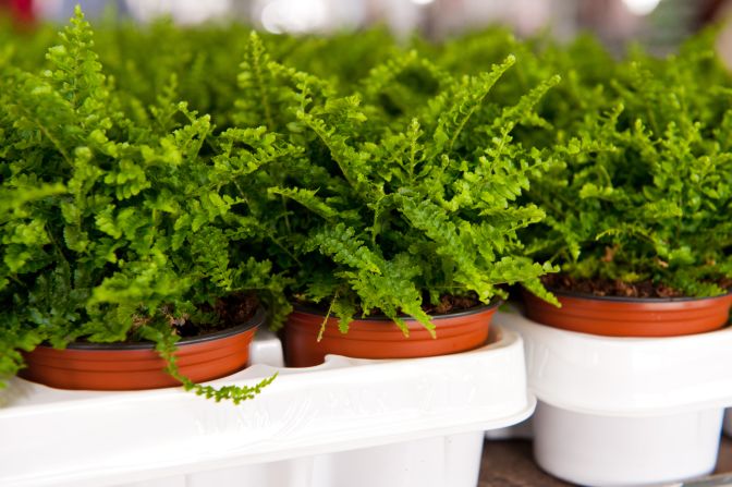 If the air in your home is too dry, you may want to get some ferns. These plants are <a href="index.php?page=&url=http%3A%2F%2Fjournals.usamvcluj.ro%2Findex.php%2Fpromediu%2Farticle%2Fview%2F9953" target="_blank" target="_blank">good at increasing air humidity</a>. 