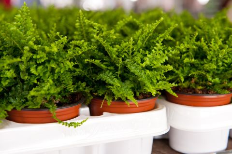 If the air in your home is too dry, you may want to get some ferns. These plants are <a href="http://journals.usamvcluj.ro/index.php/promediu/article/view/9953" target="_blank" target="_blank">good at increasing air humidity</a>. 