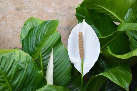 If you work in an office in front of a computer or near printers, spathiphyllum wallisii or peace lily can help keep you healthy. They absorb electromagnetic radiation emitted by computers and printers and keep the air moisturized. 