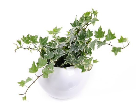 Another plant for cigarette smokers or those who are sensitive to smoke: hedera helix, or English ivy. It is also <a href="index.php?page=&url=http%3A%2F%2Fjournals.usamvcluj.ro%2Findex.php%2Fpromediu%2Farticle%2Fview%2F9953" target="_blank" target="_blank">recommended for those who have asthma</a>. 