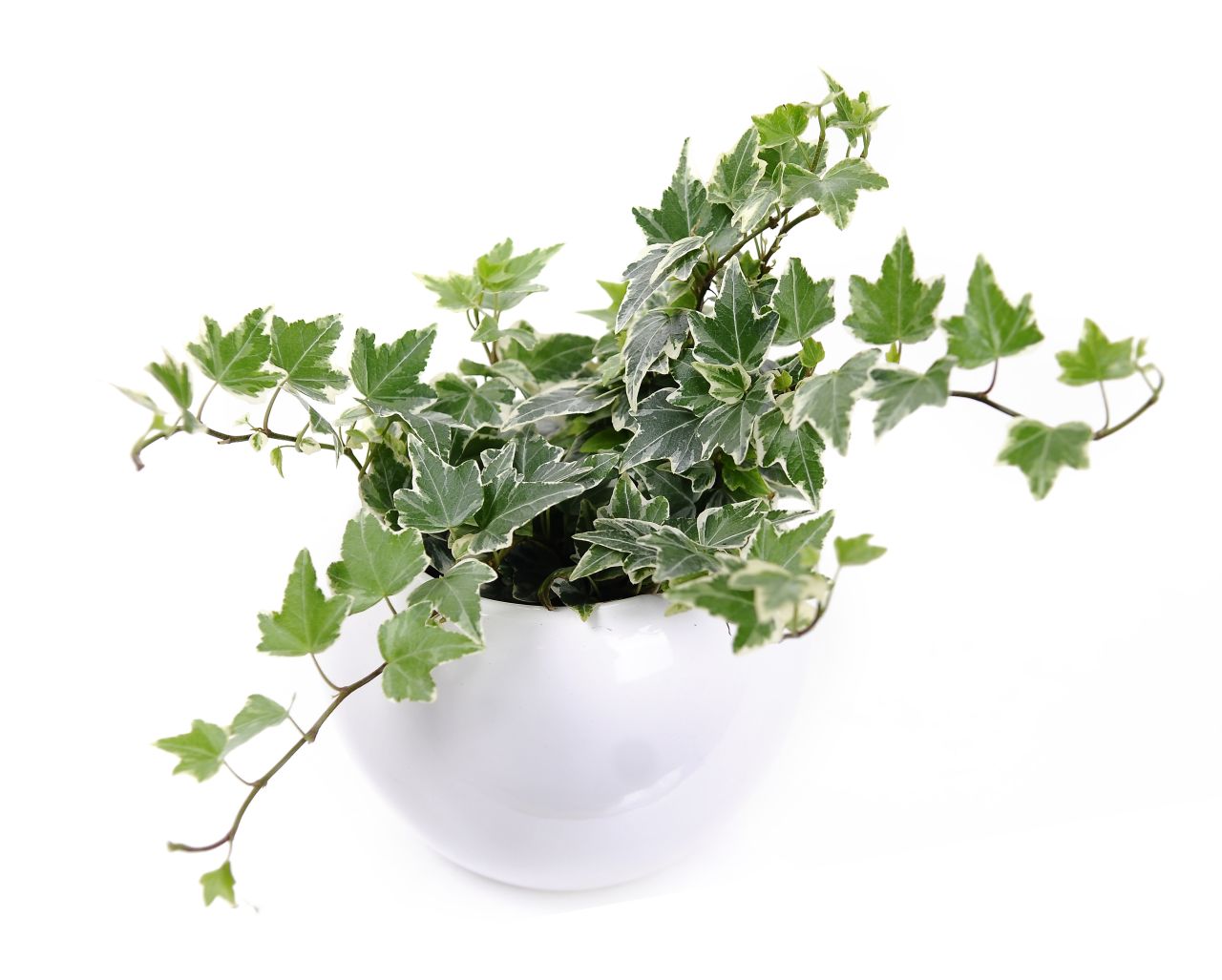 Another plant for cigarette smokers or those who are sensitive to smoke: hedera helix, or English ivy. It is also <a href="http://journals.usamvcluj.ro/index.php/promediu/article/view/9953" target="_blank" target="_blank">recommended for those who have asthma</a>. 