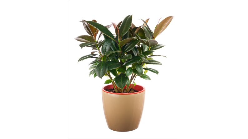 If your house smells, invest in a ficus elastica. The plant <a href="index.php?page=&url=http%3A%2F%2Fjournals.usamvcluj.ro%2Findex.php%2Fpromediu%2Farticle%2Fview%2F9953" target="_blank" target="_blank">absorbs odors and reduces the number of microorganisms and the amount of toxic substances</a>.  