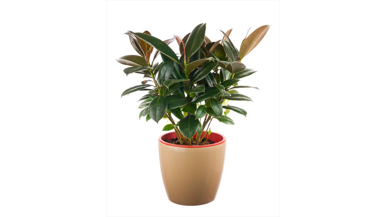 If your house smells, invest in a ficus elastica. The plant <a href="http://journals.usamvcluj.ro/index.php/promediu/article/view/9953" target="_blank" target="_blank">absorbs odors and reduces the number of microorganisms and the amount of toxic substances</a>.  