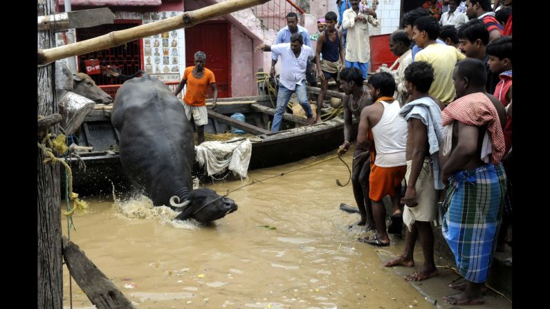 People use a boat to transfer an ox near Patna, capital of the eastern Bihar state in India, on Saturday, August 20. <a href="http://www.cnn.com/2016/08/22/asia/india-minister-floods-madhya-pradesh/" target="_blank">Heavy monsoon rains</a> in several states across the eastern and central parts of the country have displaced tens of thousands and caused rivers, including the Ganges, to overflow.