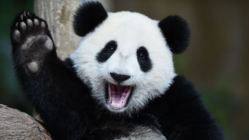 Nuan Nuan, a 1-year-old giant panda, reacts during a joint birthday celebration for her and her mother at the National Zoo in Kuala Lumpur, Malaysia, on Tuesday, August 23. Nuan Nuan was born on August 18, 2015, while her 10-year-old mother Liang Liang was born on August 23, 2006.