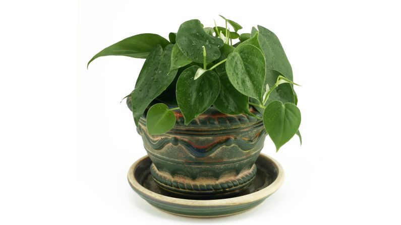 Philodendron scandens is <a href="index.php?page=&url=http%3A%2F%2Fjournals.usamvcluj.ro%2Findex.php%2Fpromediu%2Farticle%2Fview%2F9953" target="_blank" target="_blank">effective in taking out formaldehyde</a>, commonly found in cleaning products and gas stoves. 