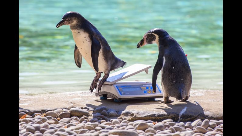 Humboldt penguins are weighed at the London Zoo's annual weigh-in on Wednesday, August 24.