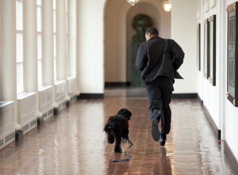 President Barack Obama runs down a White House hallway with the family's Portuguese water dog, Bo, on April 13, 2009. Bo was a gift from Sen. Ted Kennedy and his wife, Victoria, to the President's daughters, Sasha and Malia.