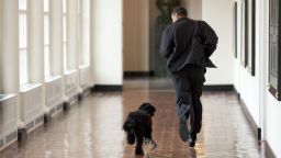 President Barack Obama runs down a White House with the family's new pet dog, Bo, a six-month old Portuguese water dog, on April 13, 2009. Bo is a gift from Sen. Ted Kennedy and his wife Victoria to the President's daughters, Sasha and Malia.