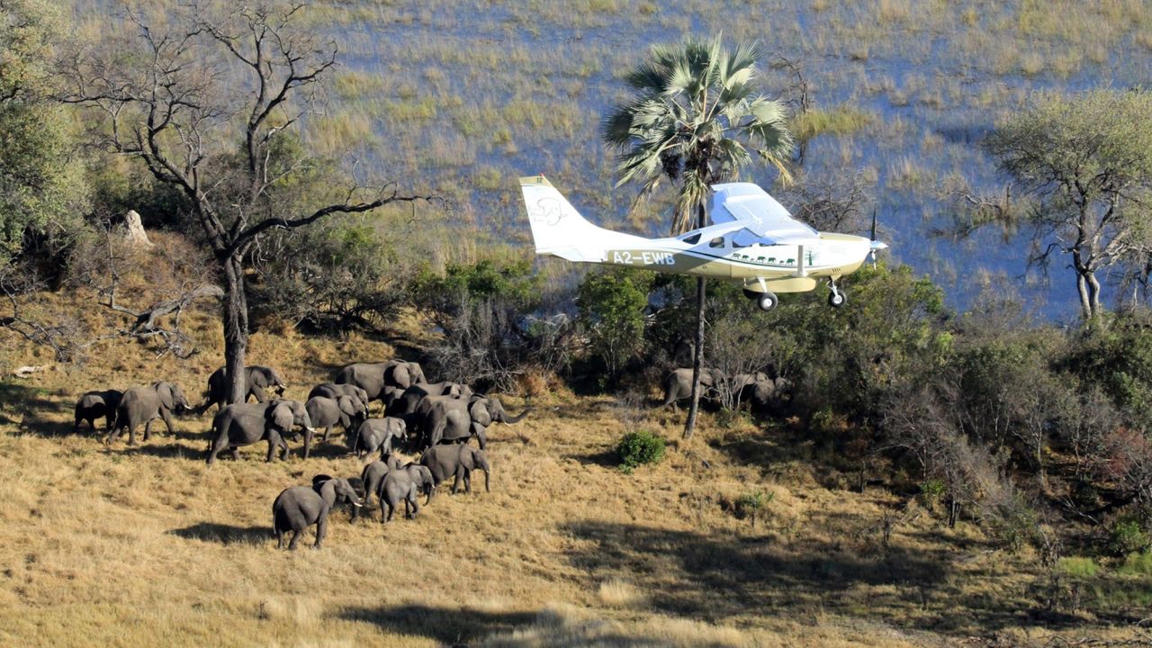 A survey plane spots a herd of elephants in Botswana.