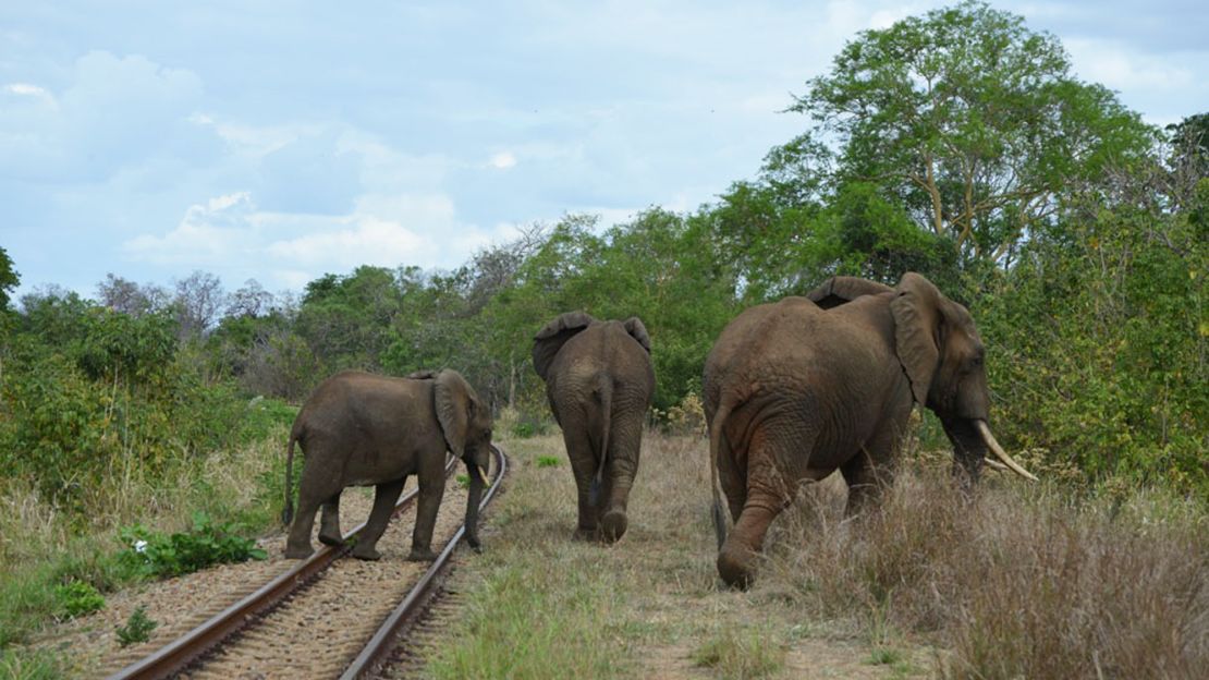 02 elephant census GECPhoto15