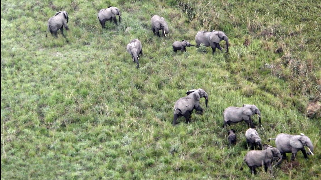 A herd of elephants as seen from a survey plane flying overhead.