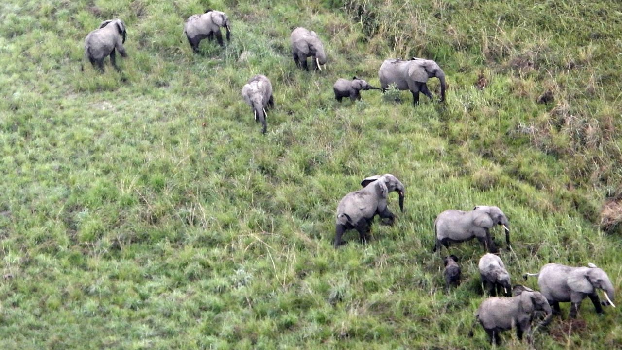 A herd of elephants as seen from a survey plane flying overhead.