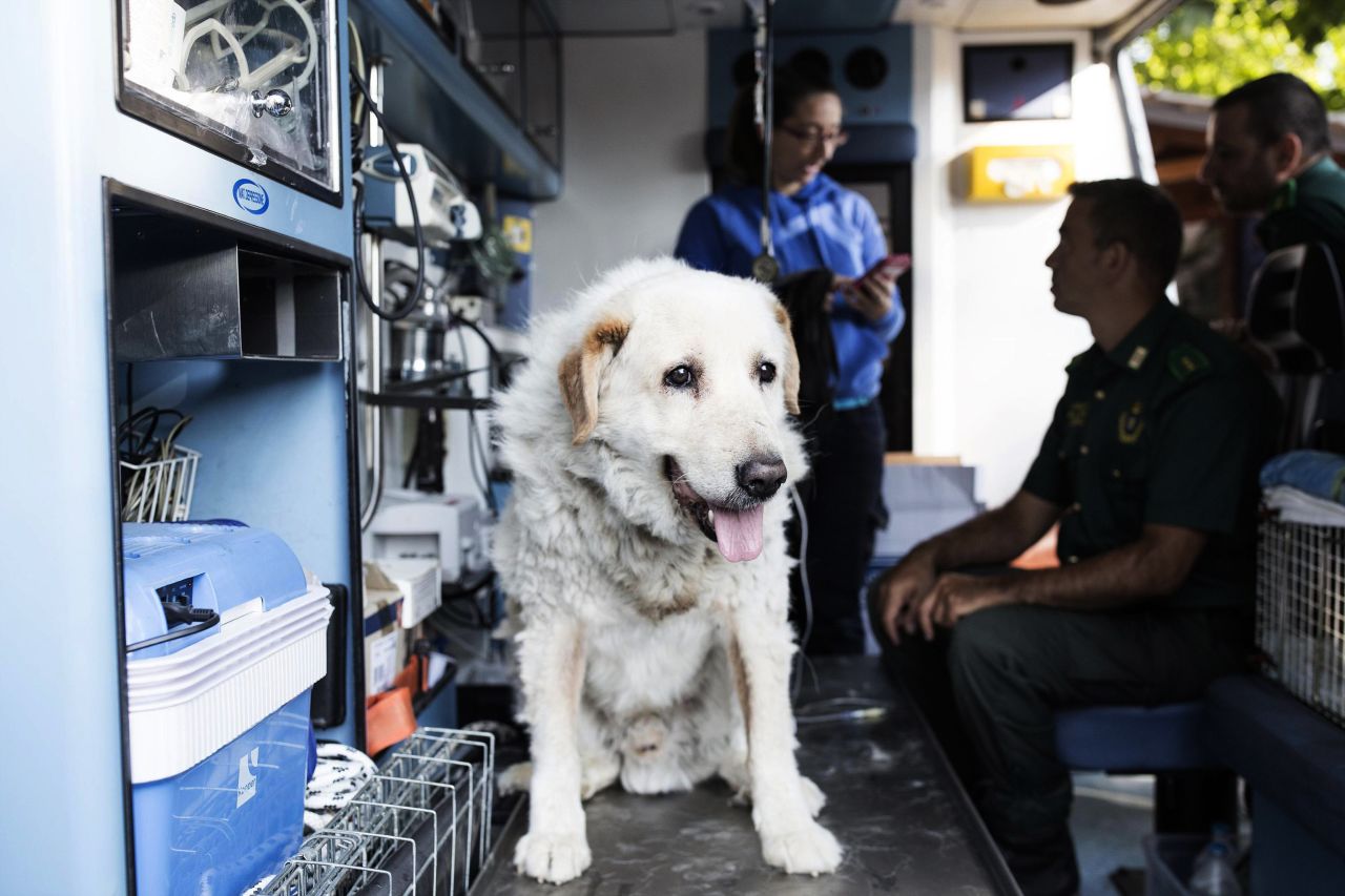 A rescued dog receives treatment in a veterinary care unit in Amatrice, Italy on August 28.