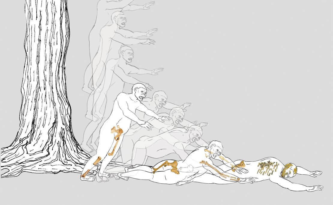 A diagram of Lucy's fall from a tree, showing the overlay of her skeleton.