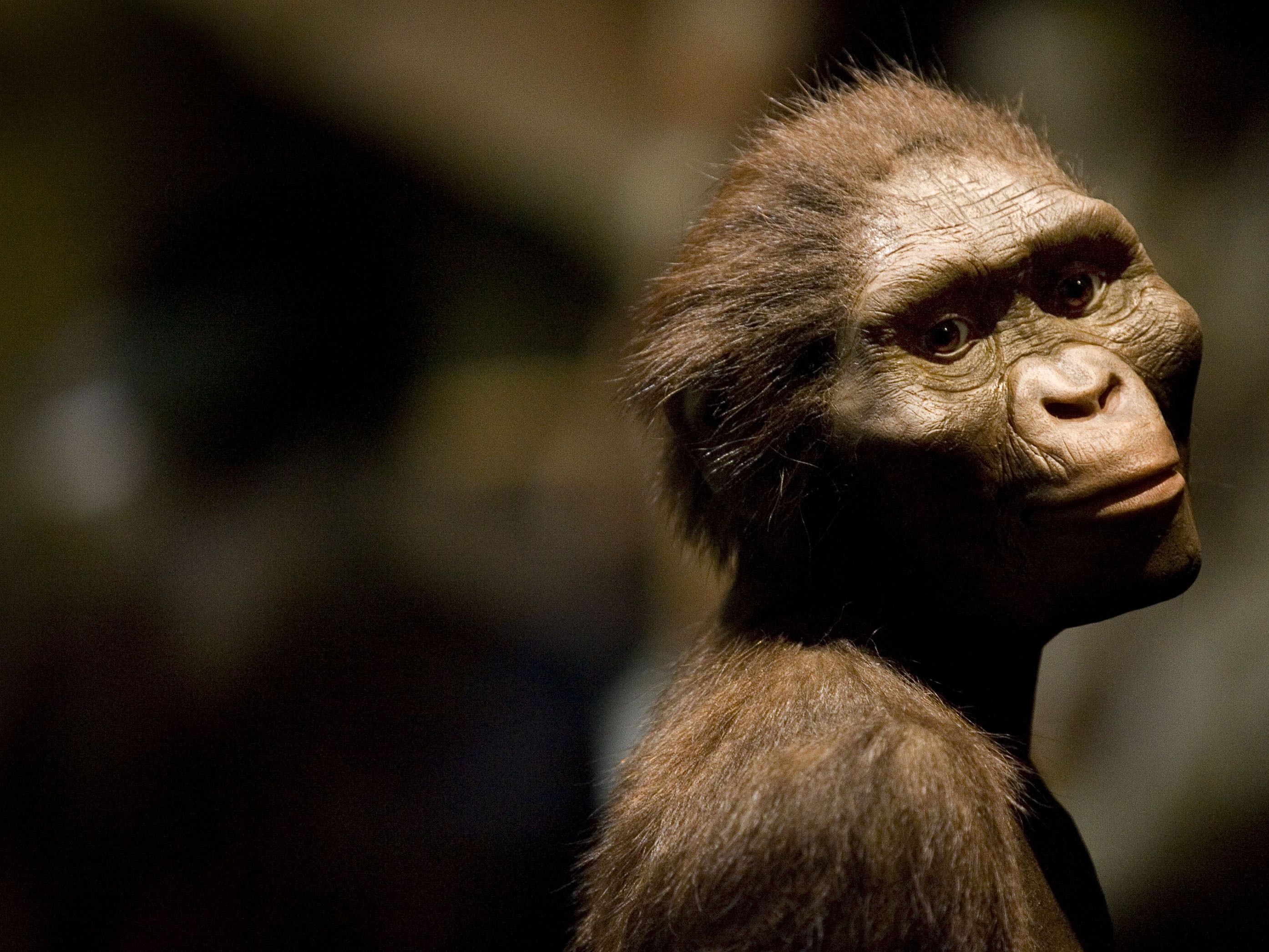 How did Lucy, our early human ancestor, die? | CNN