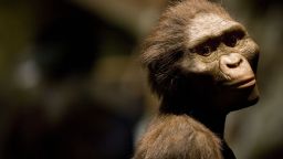 A sculptor's rendering of the hominid Australopithecus afarensis is displayed as part of an exhibition that includes the 3.2 million year old fossilized remains of "Lucy" at the Houston Museum of Natural Science, August 28, 2007 in Houston, Texas.