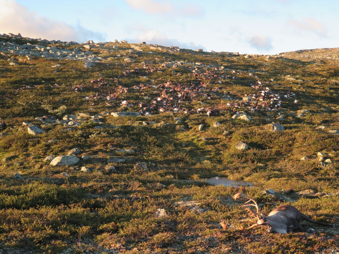 The Norwegian park is home to Europe's largest herds of wild reindeer.
