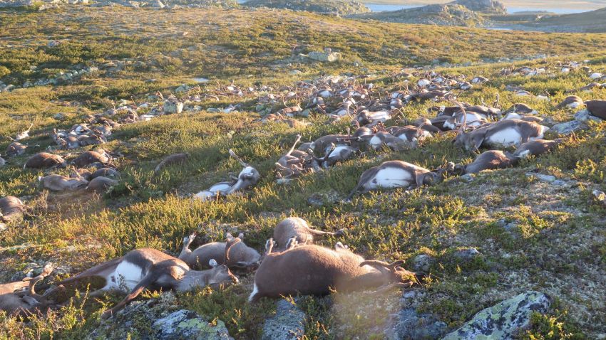 Reindeer carcasses were scattered across the remote area of Hardangervidda.