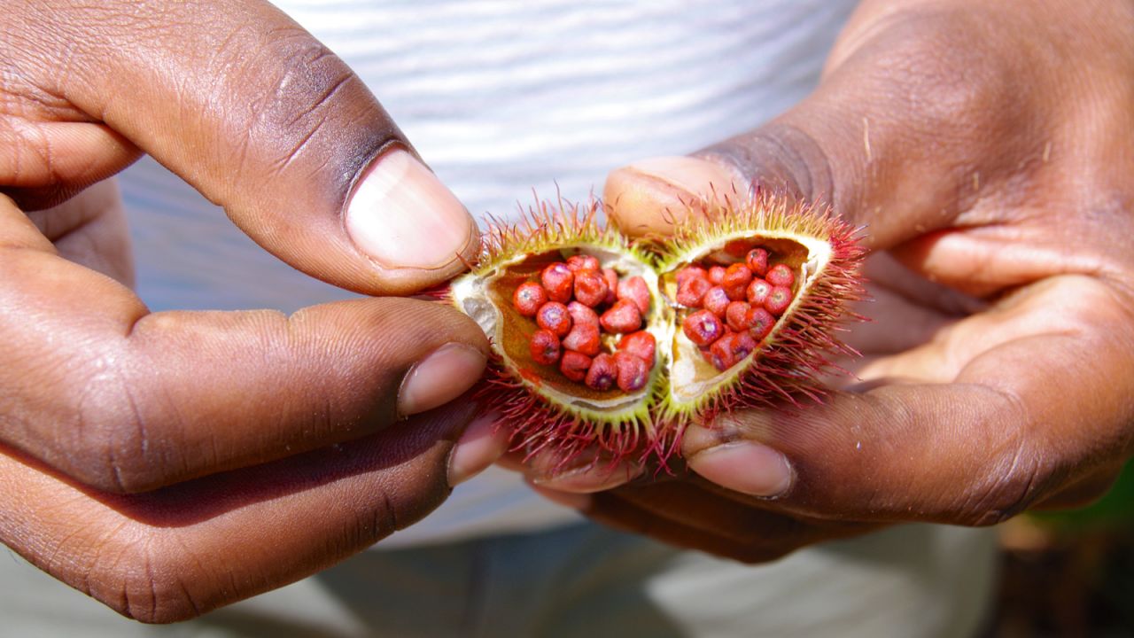 Achiote is sometimes known as the lipstick tree, as the tiny waxy seeds were traditionally used to make body paint and to redden lips. 