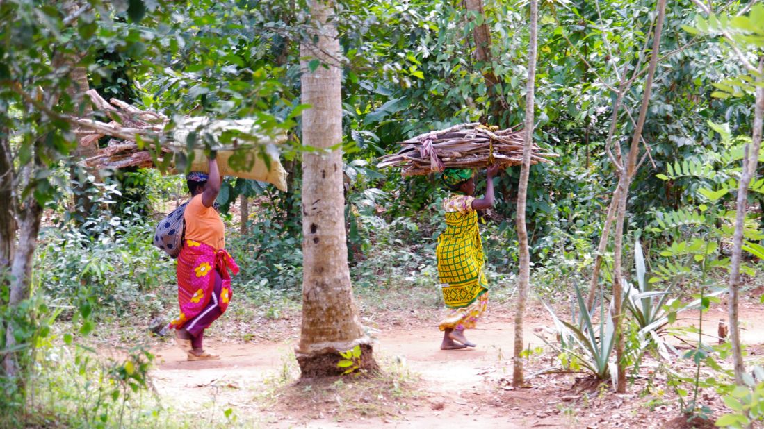 Local women from Dole bring firewood back to their village. Many villagers live on shared property near Hakuna Matata spice farm. 