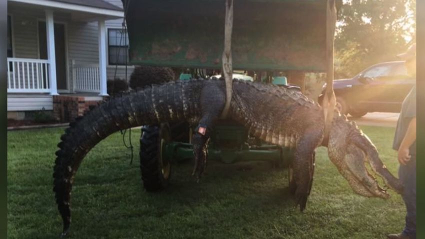 record breaking alligator