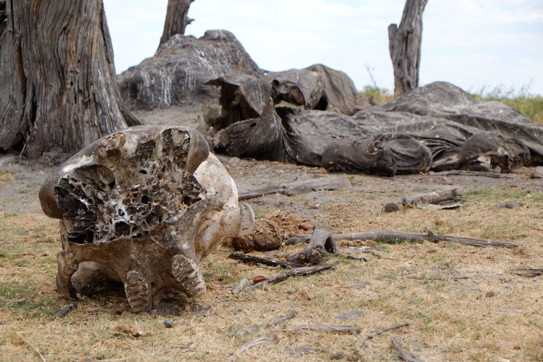 The remains of an elephant carcass on the border of Botswana and Namibia. 