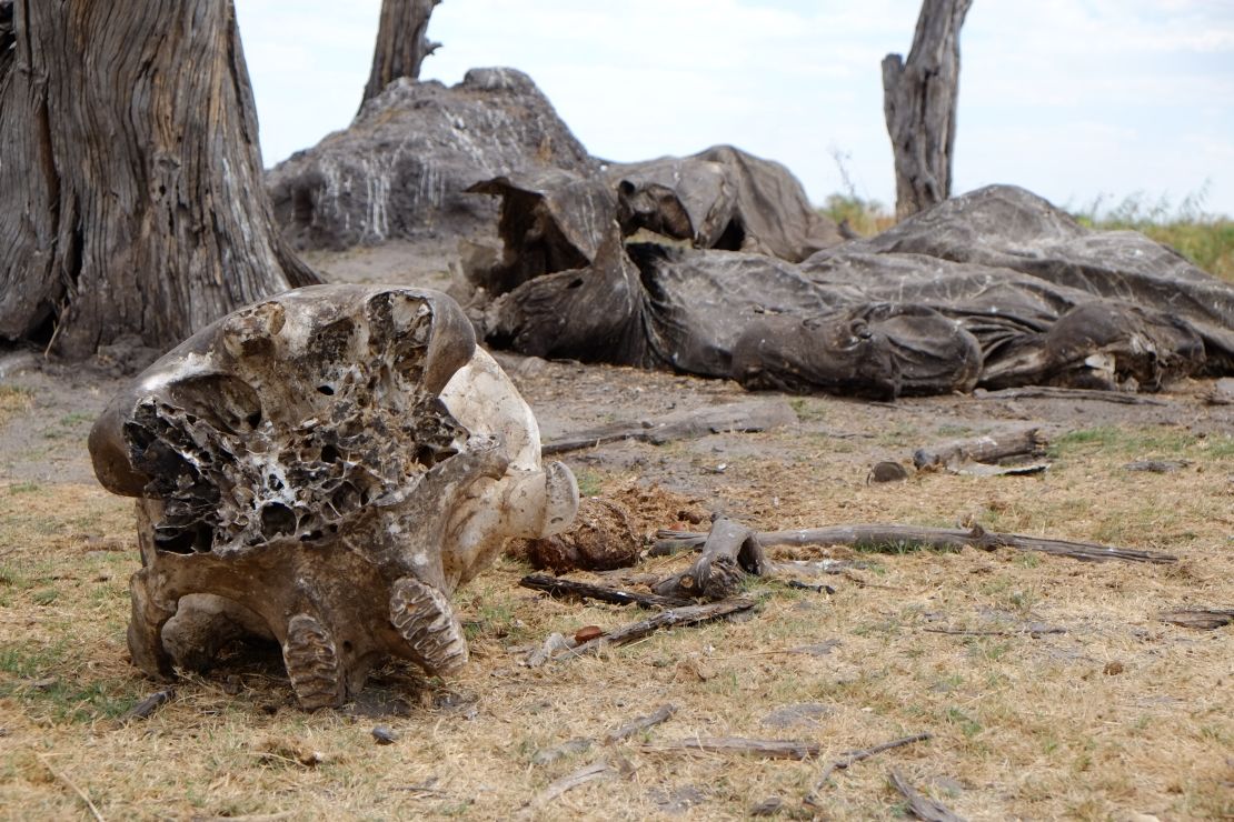 The remains of an elephant carcass on the border of Botswana and Namibia.