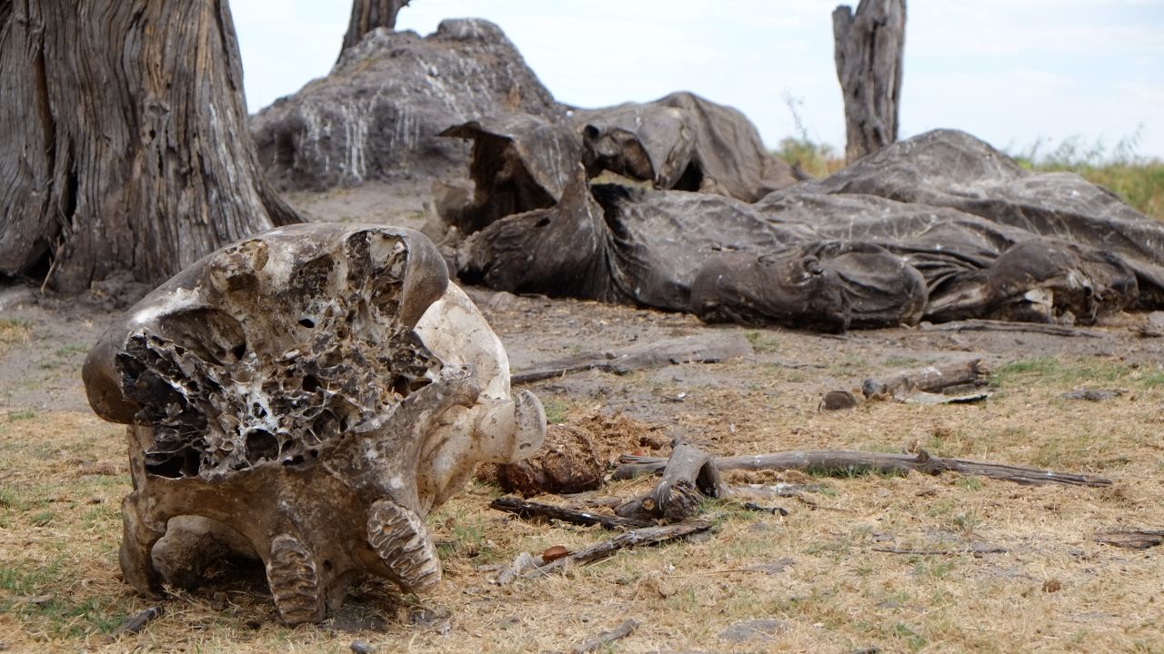 The remains of an elephant carcass on the border of Botswana and Namibia. 