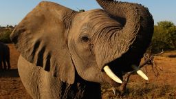 Elephant Botswana Tease