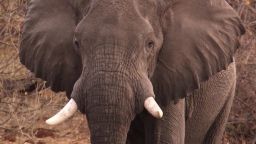 africa great elephant census mckenzie pkg_00031824.jpg