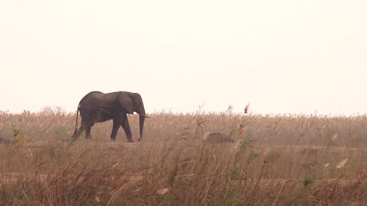 africa great elephant census mckenzie pkg_00020726.jpg