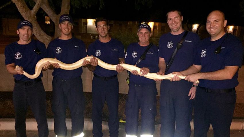 You never know what you might come across in a Monsoon storm! Ladder company 602 rescued this 10-foot python Friday night near Scottsdale Stadium during the storm. The Herpetological Society took this unusual pet until the owner could be located.