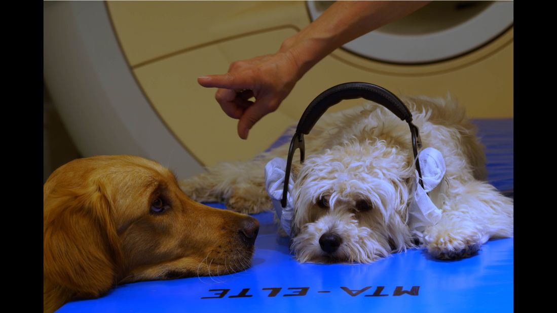 Two dogs participate in a MRI training session, in which they learn how to remain still while in the machine.