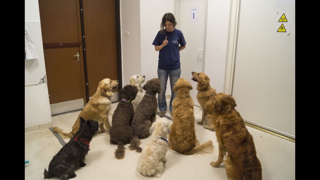 The dogs who participated in a MRI study about language processing, listen attentively to their trainer, Márta Gácsi. 