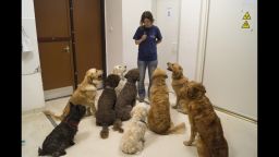 Dogs are listening to their trainer, Márta Gácsi.