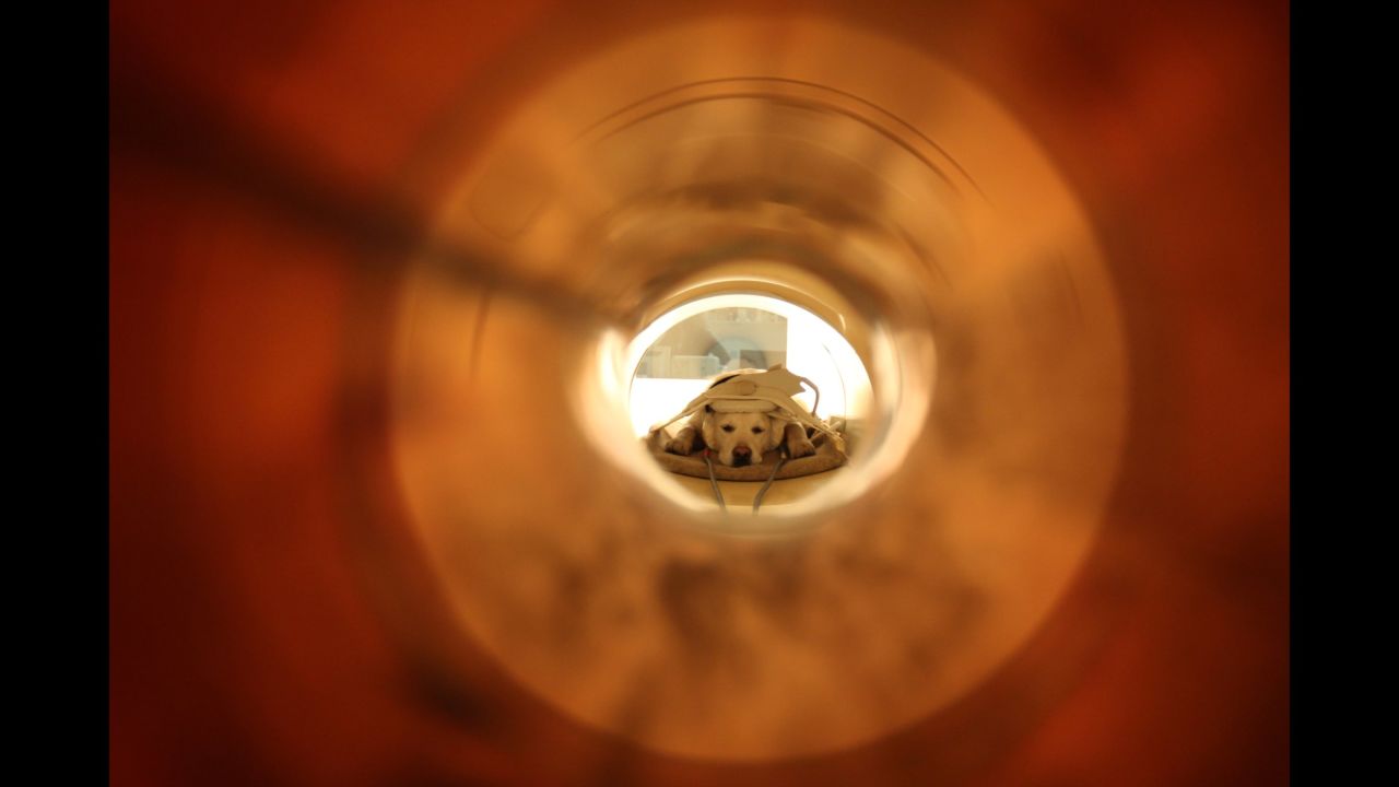A dog waits to be measured in the MRI machine as part of the study. The dog can pull out of the machine at any time.