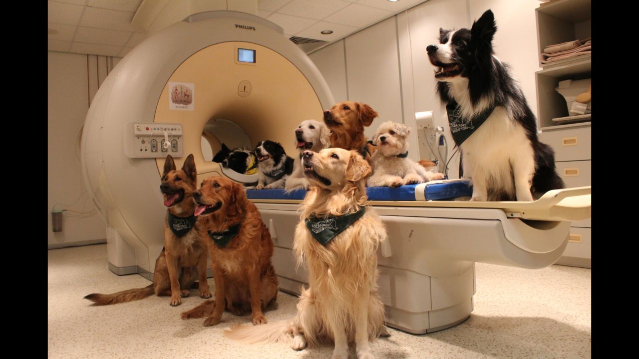 The trained dogs sit around the MRI scanner and listen to their trainer.