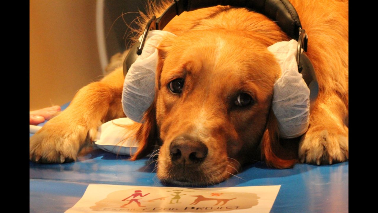A dog, named Barack, is lying on the MRI scanner bed during the study.