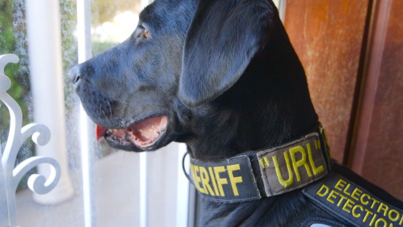 D0g P0rnse - Police dog sniffs out flash drives, electronic devices | CNN