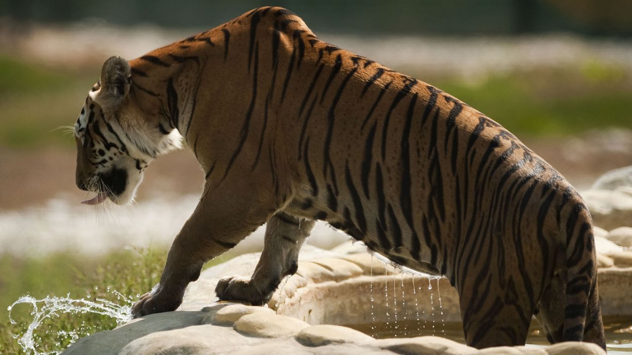 As a theme park, the site includes a "Jurassic Park" simulation as well as exotic live animals, including this tiger.