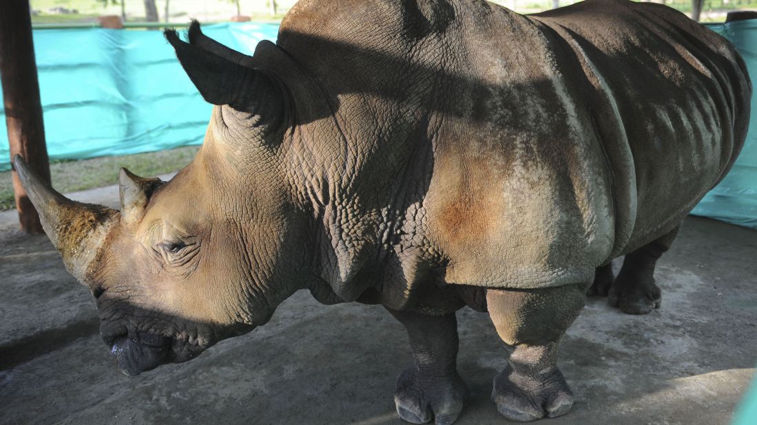 In 2011, a 30-year-old female rhino named Vera -- weighing 3½ tons -- was transferred from a Medellín zoo to Hacienda Napoles. 