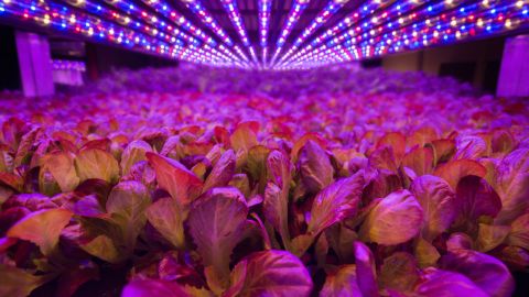 Light, air, humidity and temperature inside the farm are all tightly controlled and the method makes it possible to achieve between 22 and 30 yields a year, compared to two or three at a conventional outdoor farm.<br />