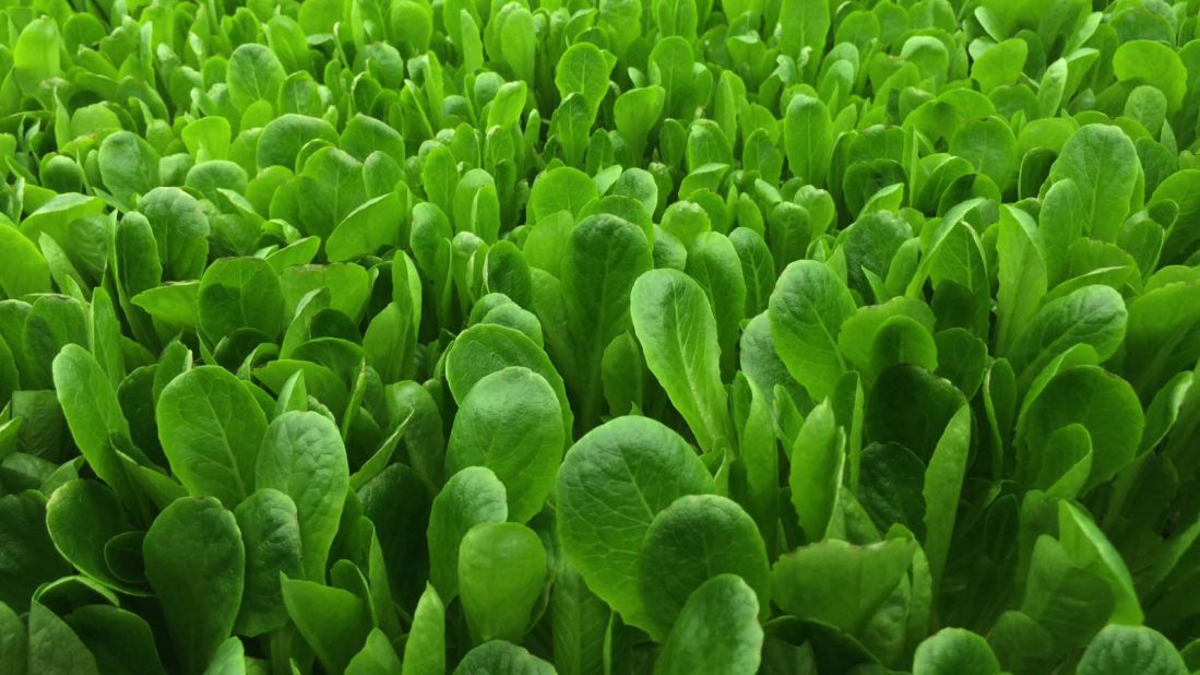 So far AeroFarms have grown over 250 varieties of leafy greens and herbs including arugula, watercress, basil and romaine lettuce, pictured. 